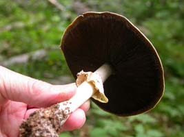 This mature cap shows the dark gills covered with brown spores. 